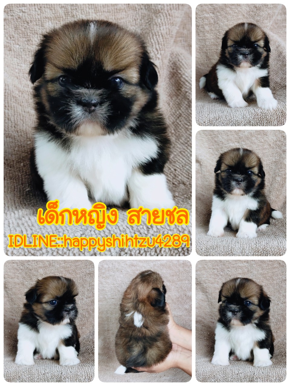 ชิสุแท้ idline:happyshihtzu4289