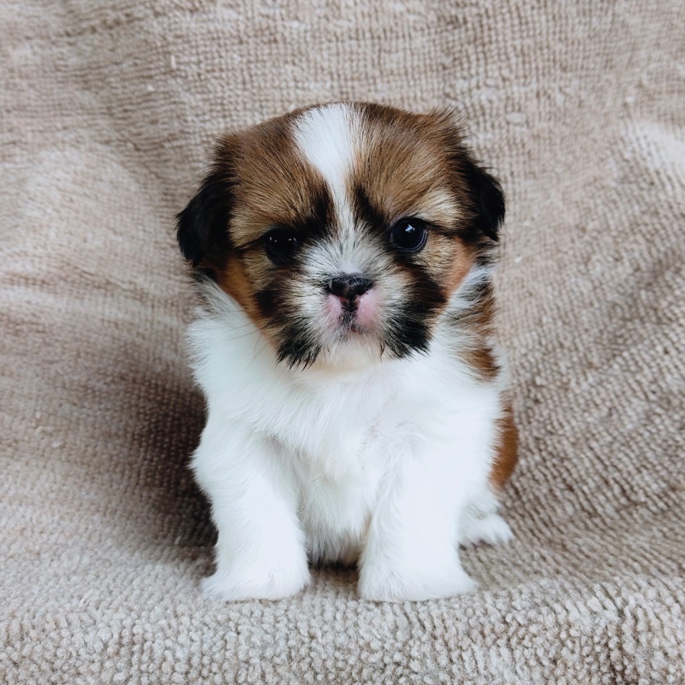 ชิสุแท้ idline:happyshihtzu4289