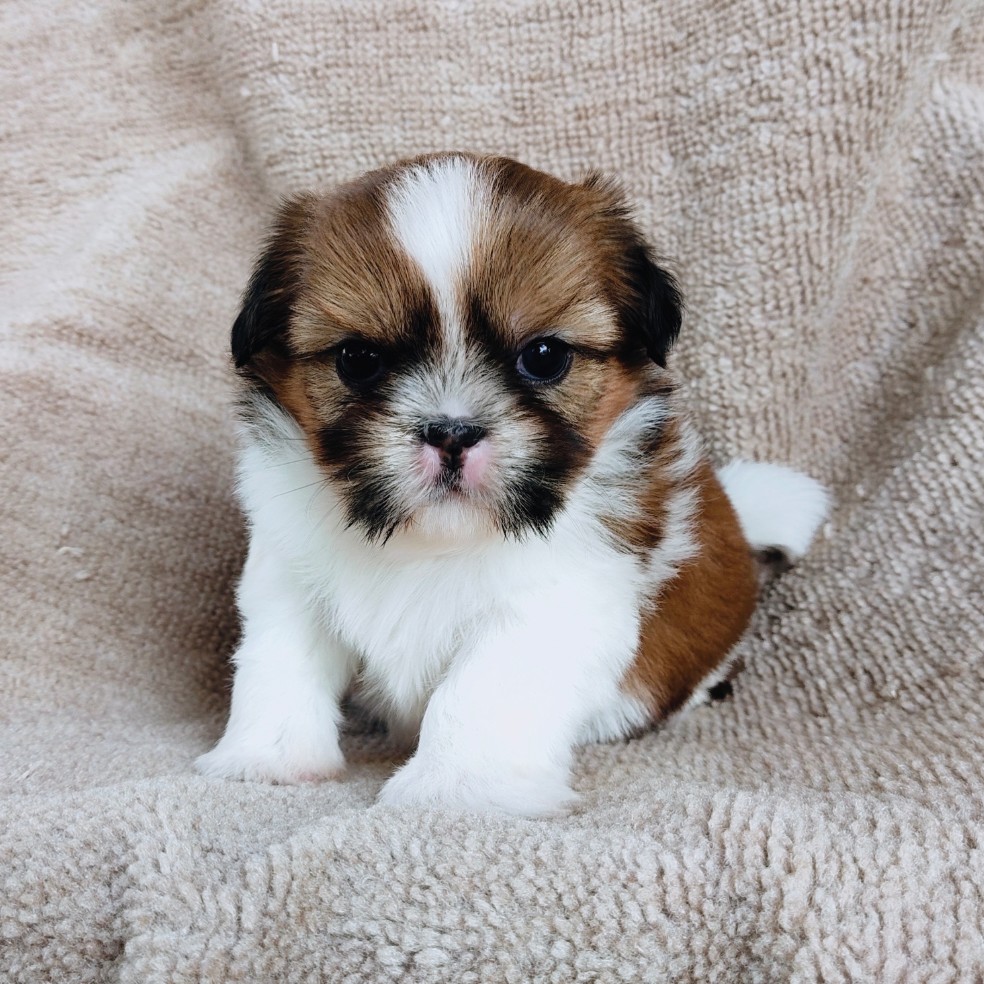 ชิสุแท้ idline:happyshihtzu4289