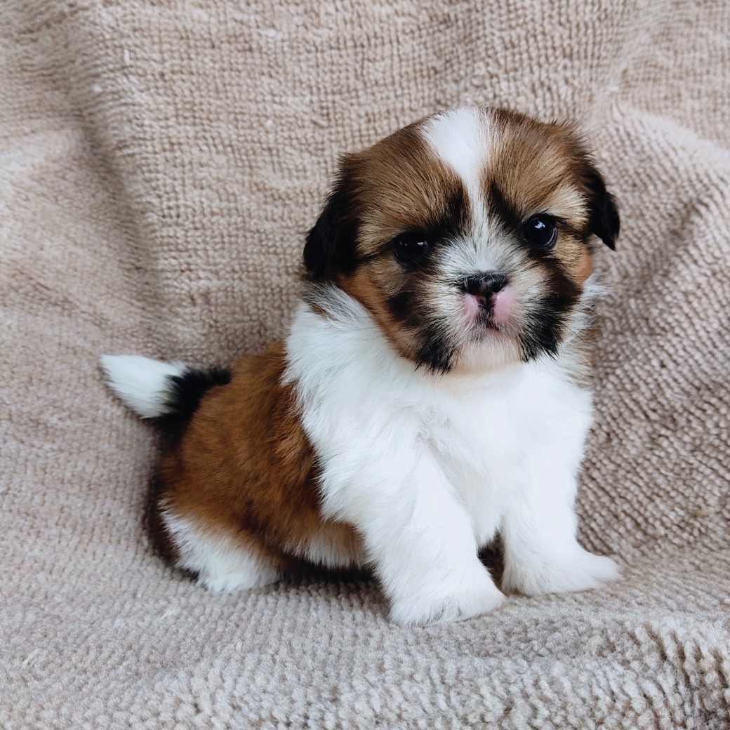ชิสุแท้ idline:happyshihtzu4289