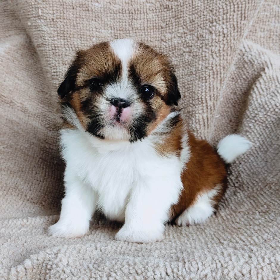 ชิสุแท้ idline:happyshihtzu4289