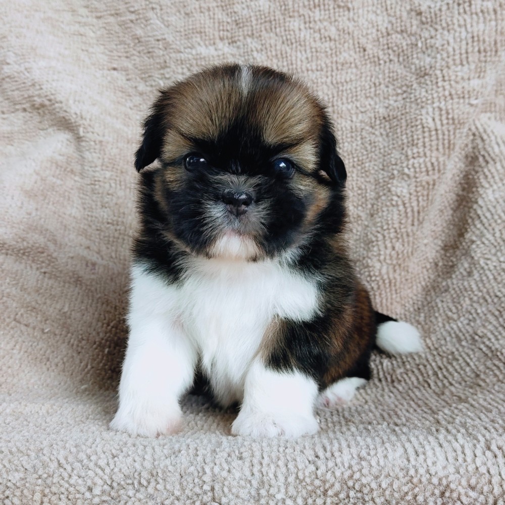 ชิสุแท้ idline:happyshihtzu4289
