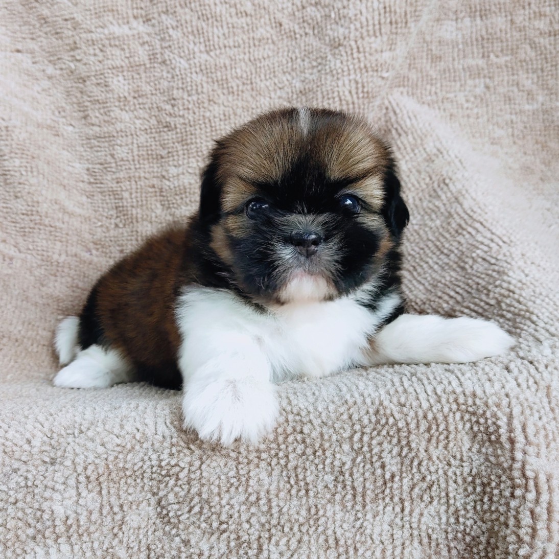 ชิสุแท้ idline:happyshihtzu4289
