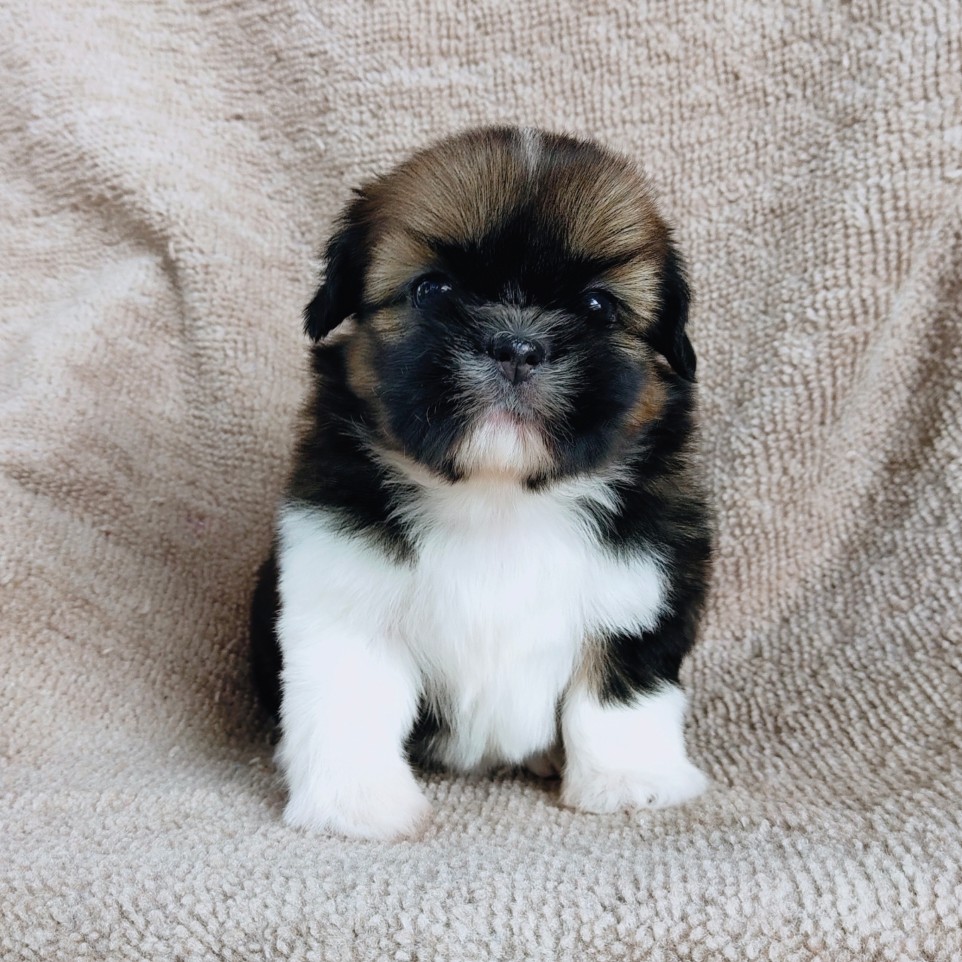 ชิสุแท้ idline:happyshihtzu4289