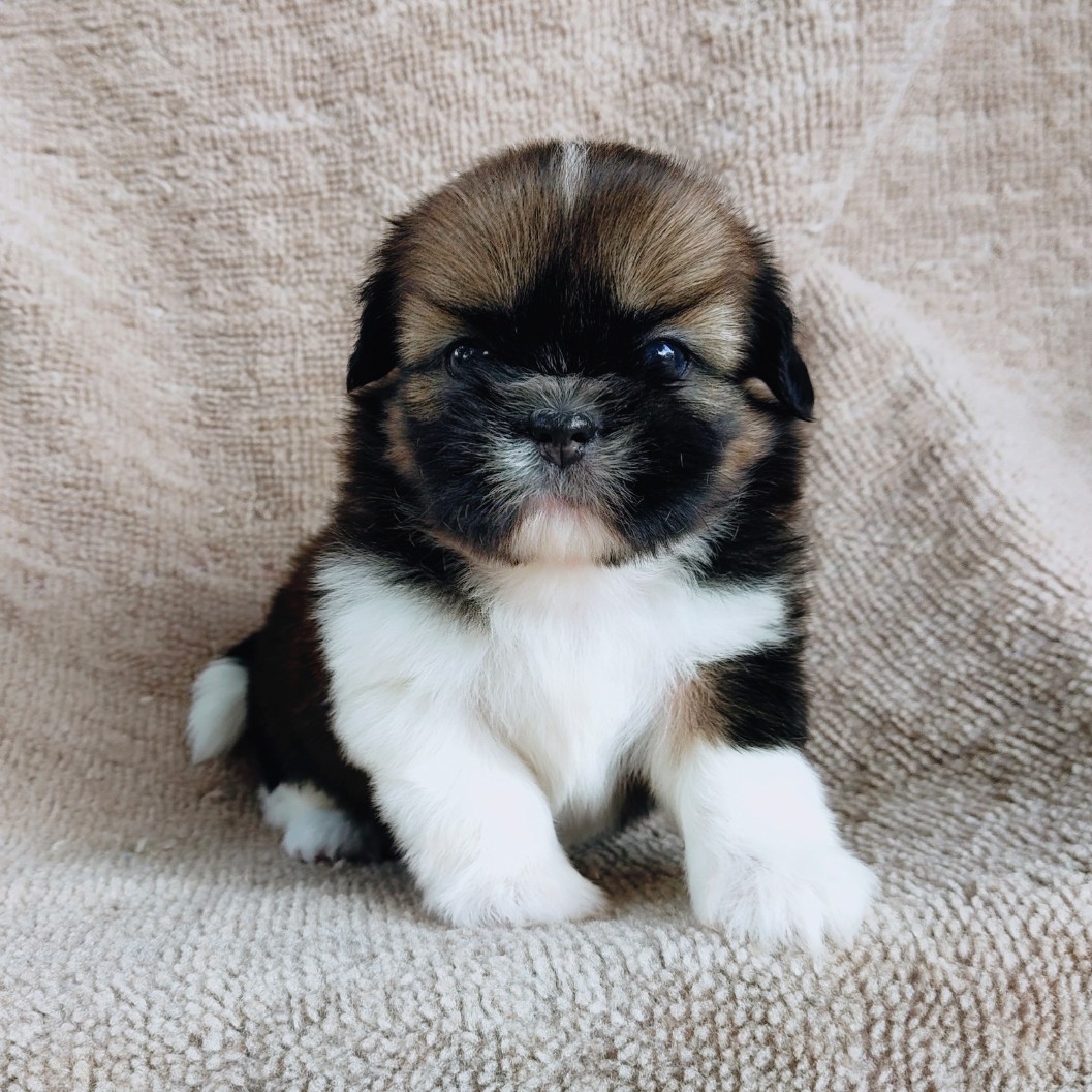 ชิสุแท้ idline:happyshihtzu4289