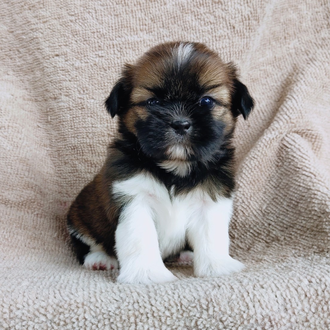 ชิสุแท้ idline:happyshihtzu4289