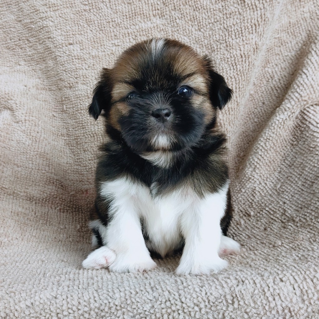 ชิสุแท้ idline:happyshihtzu4289