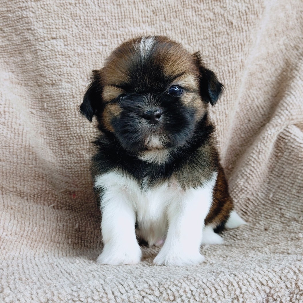 ชิสุแท้ idline:happyshihtzu4289