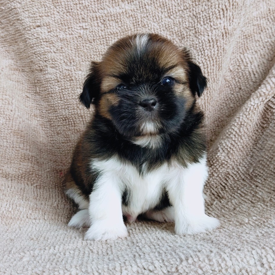 ชิสุแท้ idline:happyshihtzu4289