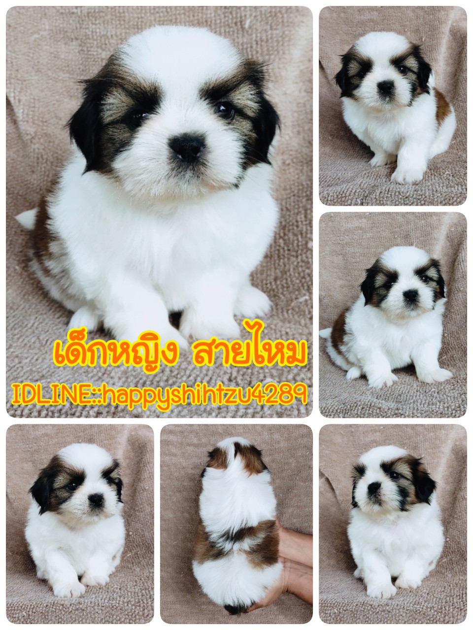 ชิสุแท้ idline:happyshihtzu4289