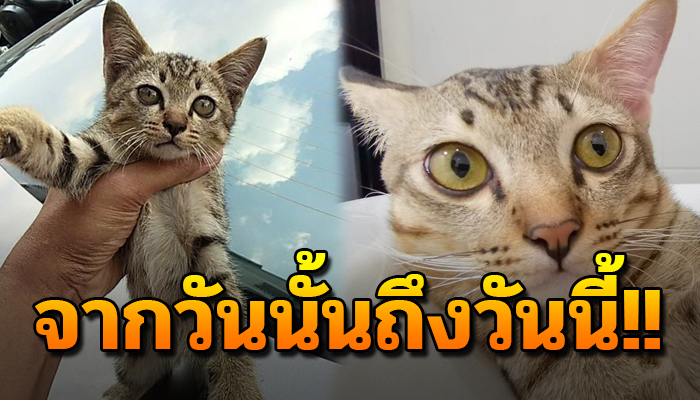 ถูกเขาไล่ก็แค่เดินผ่านยังผิด หนีหัวซุกหัวซุนไร้คนต้องการ