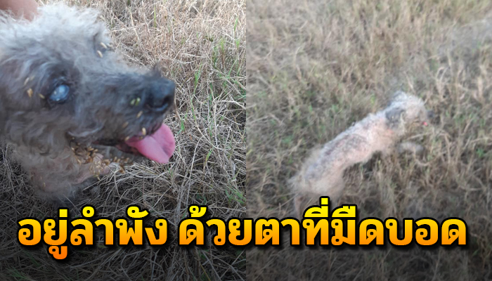 เจ้าตูบ วิ่งวนไปวนมา ถ้าไม่ช่วยเหลือคงแย่แน่นอนเลย แถมตายังมืดบอด
