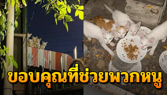 เข้าไปช่วยสาวทาสแมว หลังถูกแก๊งแมวจ้องเขม็งถ้าไม่ช่วยอาจไม่ปลอดภัย