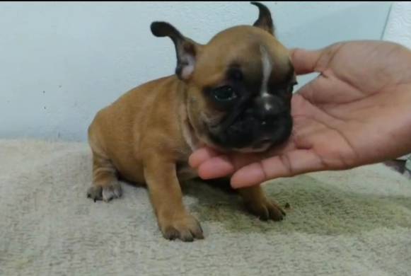 French Bulldog 6000