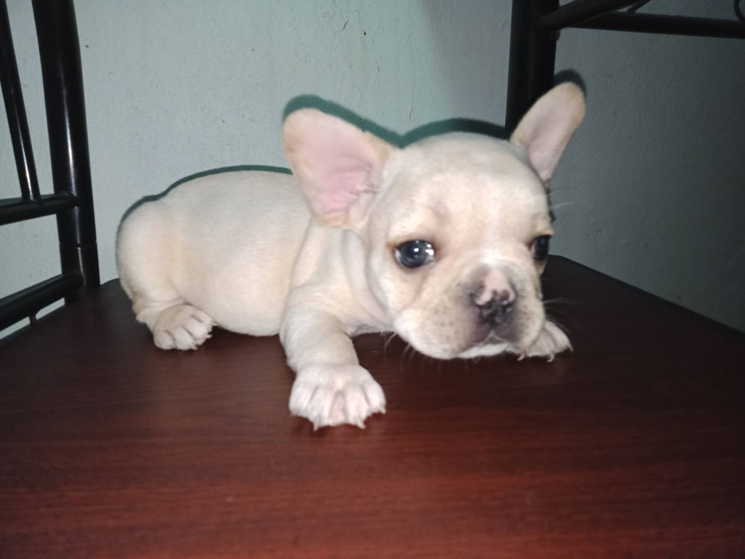 French Bulldog 8000