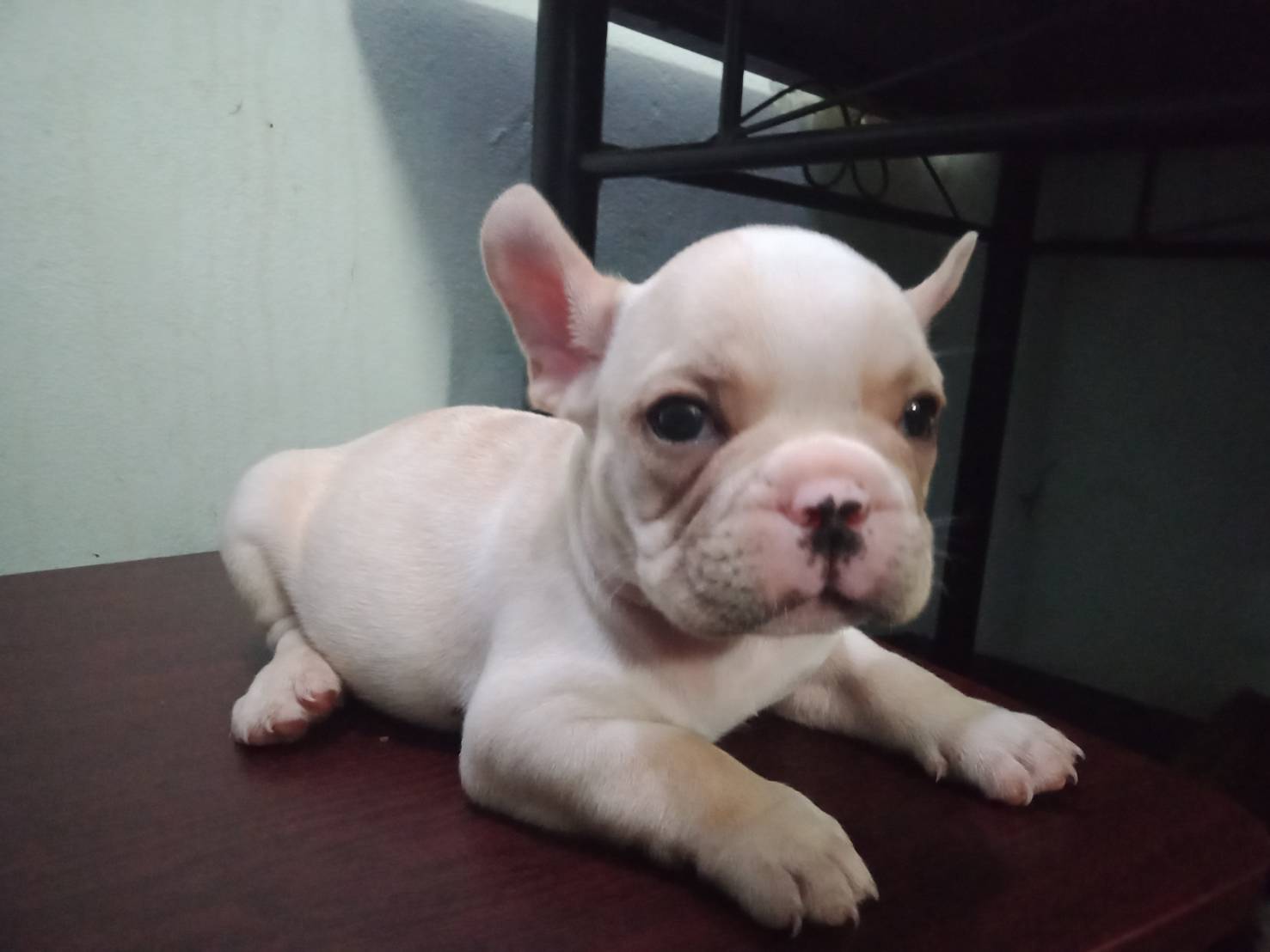 French Bulldog