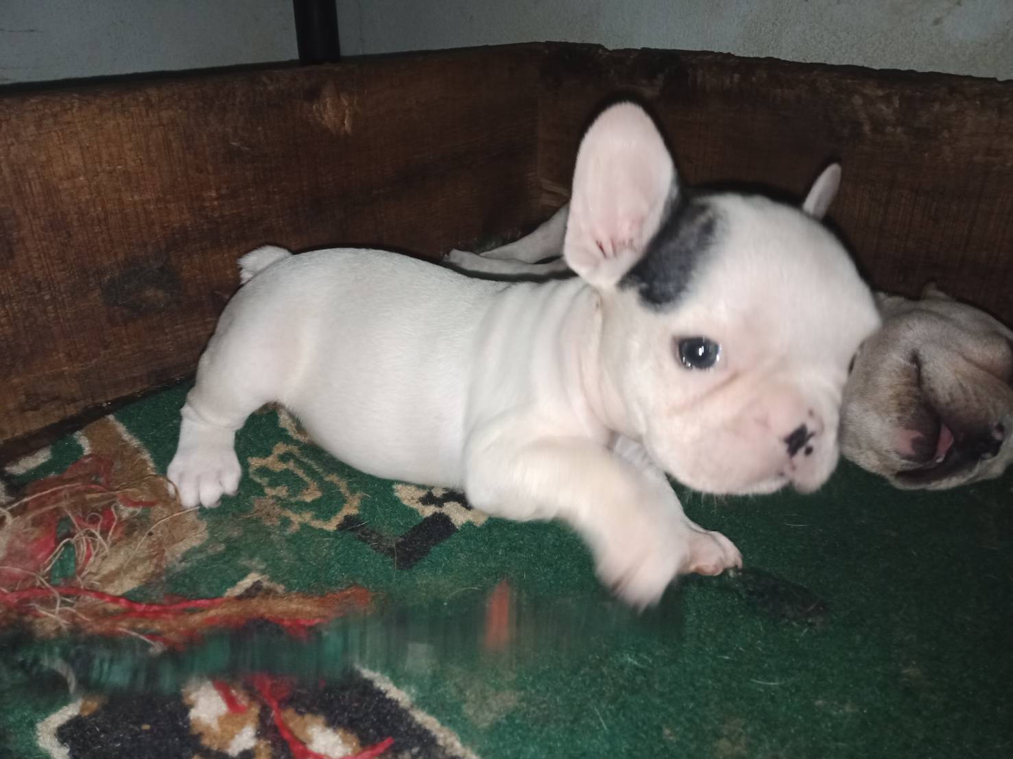 French Bulldog 8000
