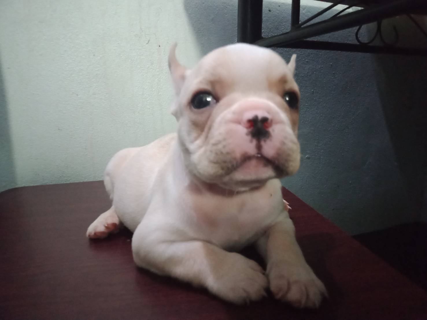 French Bulldog