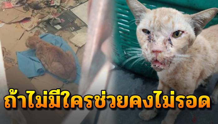 จำอาศัยหลับนอนในบ้านไร้คนอยู่ ชีวิตสู้เดินมาร้องขอให้ช่วยเพราะยังอยากมีชีวิตอยู่