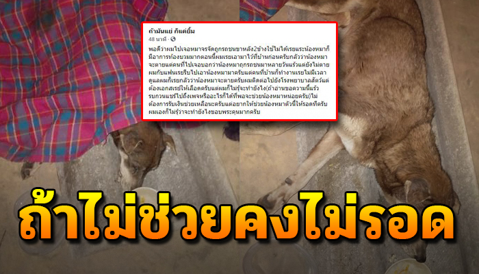 เจ้าตูบจร นอนทุกข์ทรมาน หลังถูกรถชน ขาหลังทั้งสอง ใช้งานไม่ได้ ไม่ช่วยคงไม่รอด