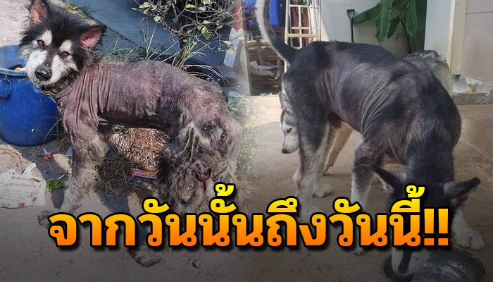 จากวันนั้นถึงวันนี้ เจ้าตูบขี้เรื้อนคุ้ยขยะวันนั้น มาสู่เฮียฮานของบ้าน