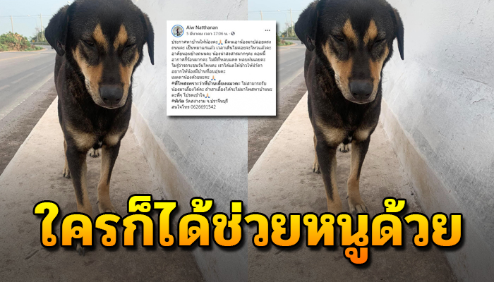 เจ้าตูบถูกปล่อยไว้ข้างทาง เวลาเดินไม่ค่อยจะไหว ข้างปลาไม่ได้กิน อ่อนล้าเหลือเกิน