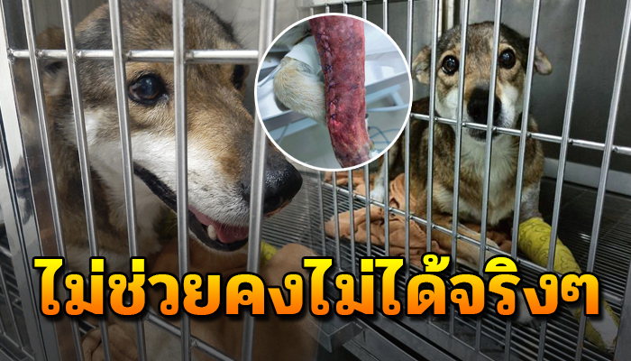 ถ้าไม่ช่วยคงแย่แน่เลย เจ้าตูบถูกคนถอยรถทับ ตอนนี้ยังไม่มีคนรับไปเลี้ยงดู