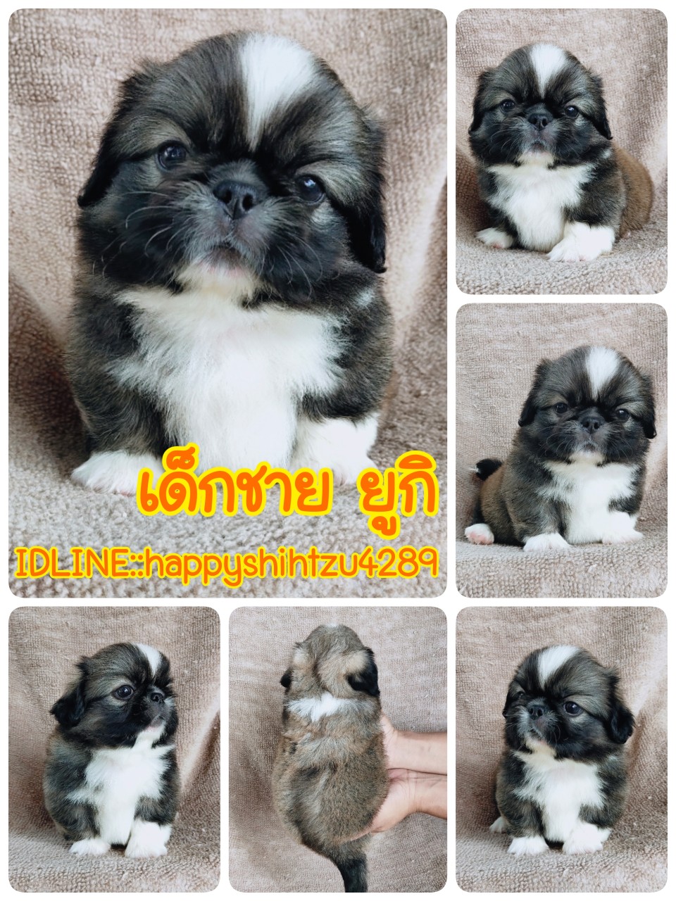 ปักกิ่งแท้ idline:happyshihtzu4289