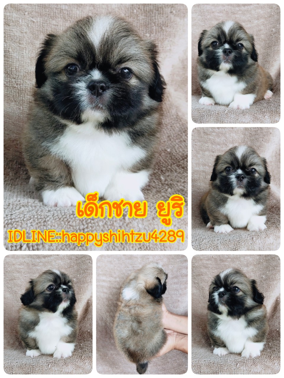 ปักกิ่งแท้ idline:happyshihtzu4289
