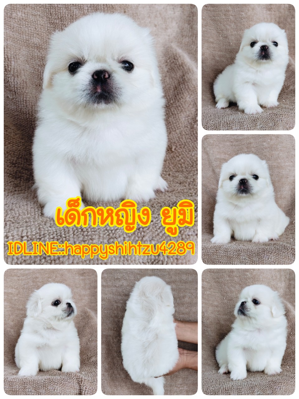 ปักกิ่งแท้ idline:happyshihtzu4289