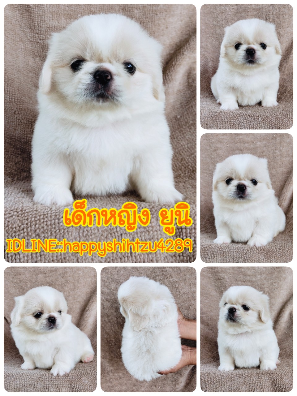 ปักกิ่งแท้ idline:happyshihtzu4289