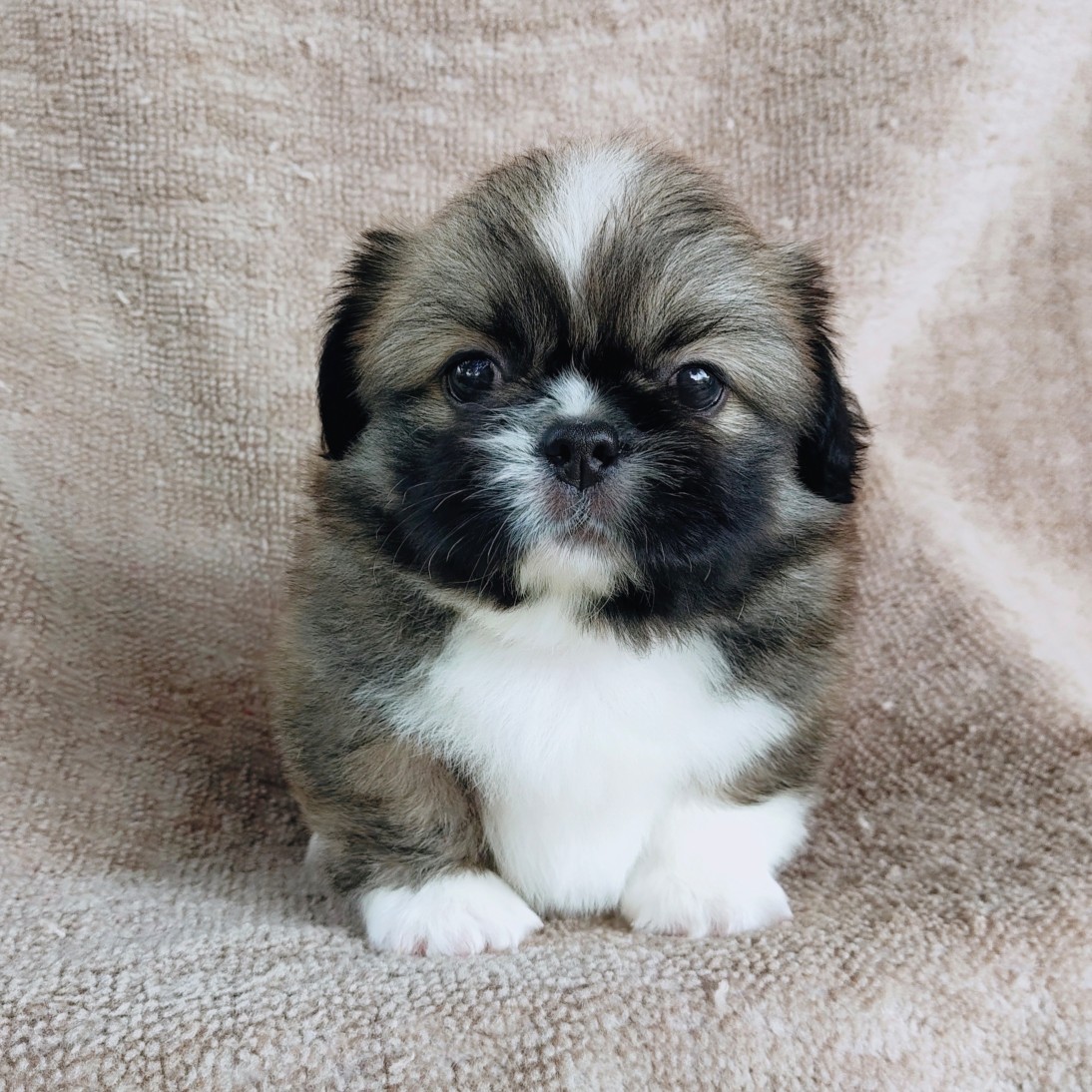 ปักกิ่งแท้ idline:happyshihtzu4289