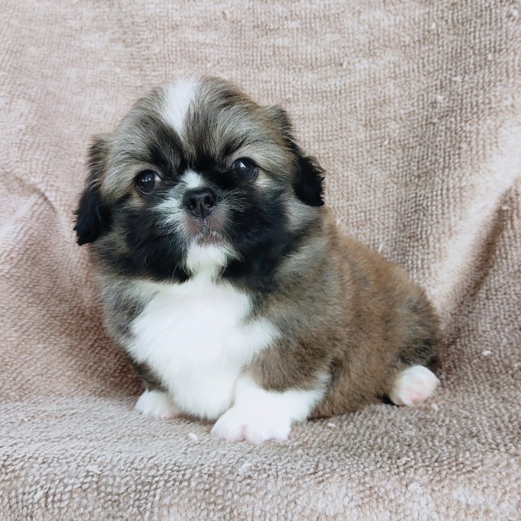 ปักกิ่งแท้ idline:happyshihtzu4289