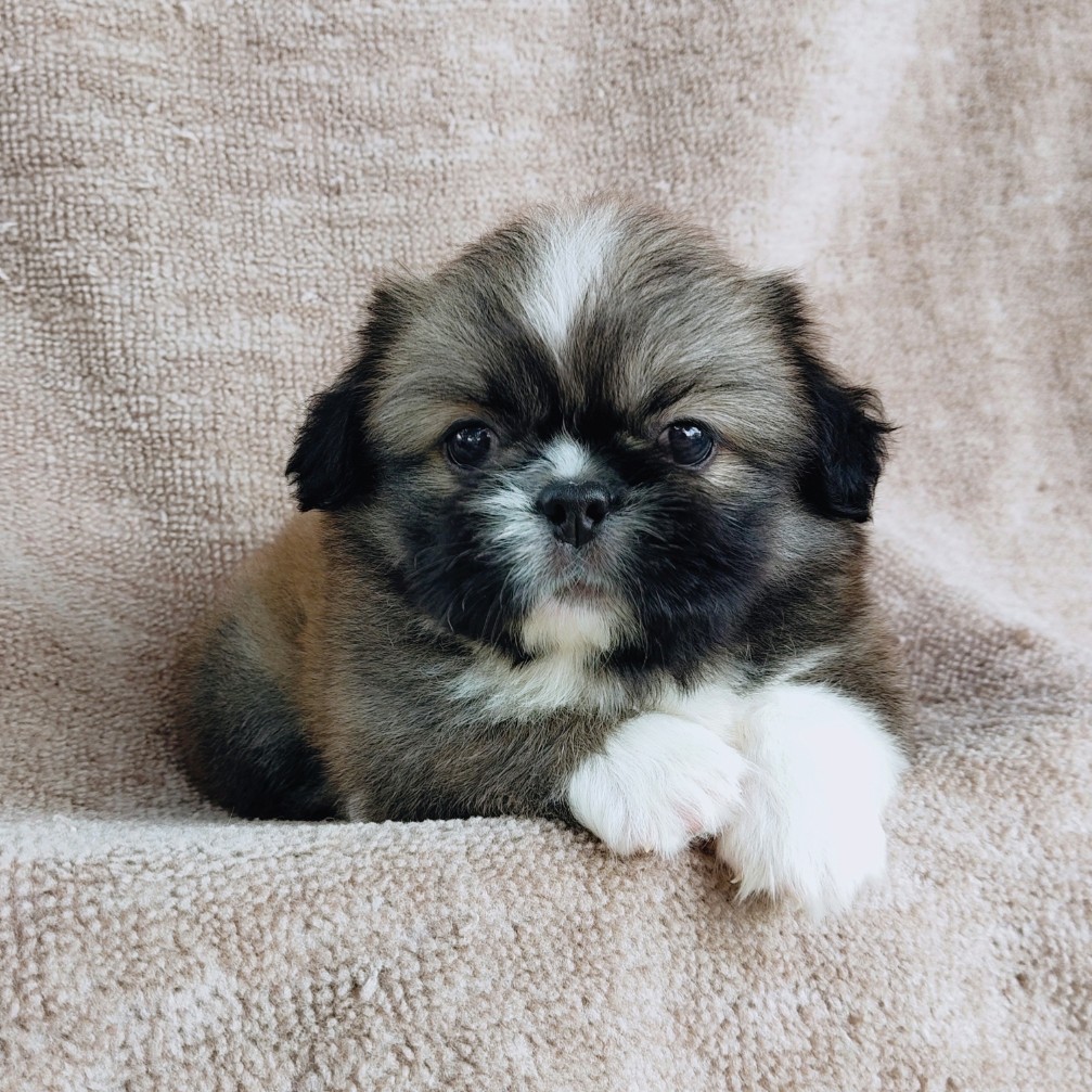 ปักกิ่งแท้ idline:happyshihtzu4289