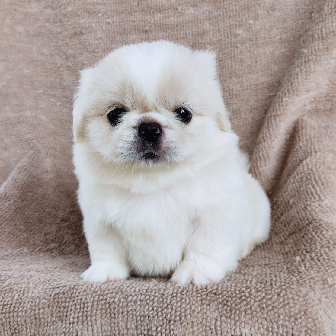 ปักกิ่งแท้ idline:happyshihtzu4289