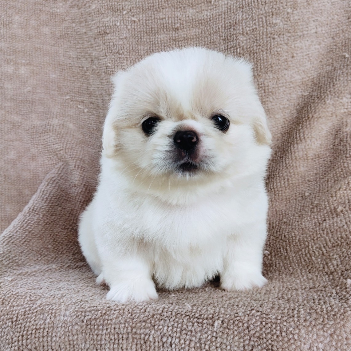 ปักกิ่งแท้ idline:happyshihtzu4289