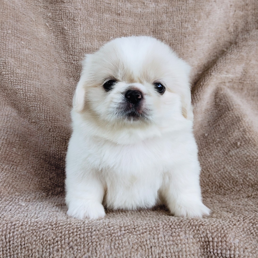 ปักกิ่งแท้ idline:happyshihtzu4289
