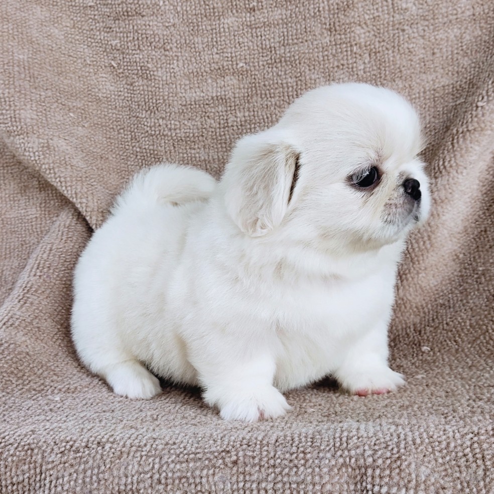 ปักกิ่งแท้ idline:happyshihtzu4289
