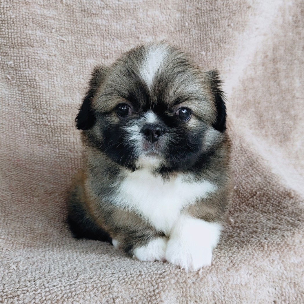 ปักกิ่งแท้ idline:happyshihtzu4289