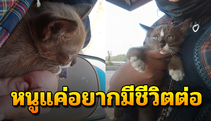 ถูกทิ้งมาไว้ที่เกาะกลาง ตัวยังน้อยต้องรีบคลานหนี หัวซุกซุนเข้าป่าอยากมีชีวิตต่อ