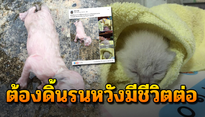 กระเสือกกระสนดิ้นรนคลานหนีฝน จำทุกข์ทนหวังคนช่วยแม้ยังไม่ทันได้ลืมตา