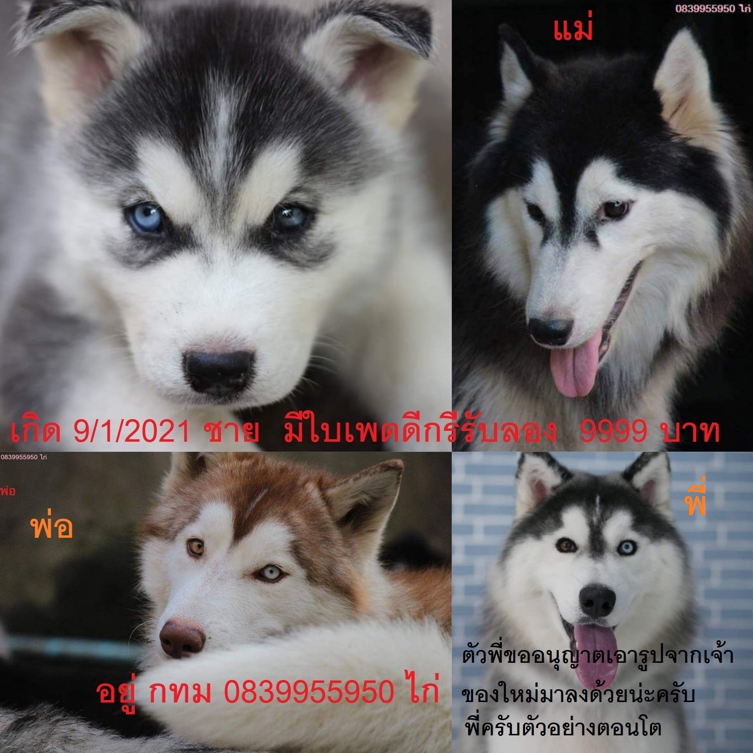ขาย ไซบีเรียน ฮัสกี้,  กทม  มารับเองลดได้ครับ มีใบเพตดีกีรับลอง