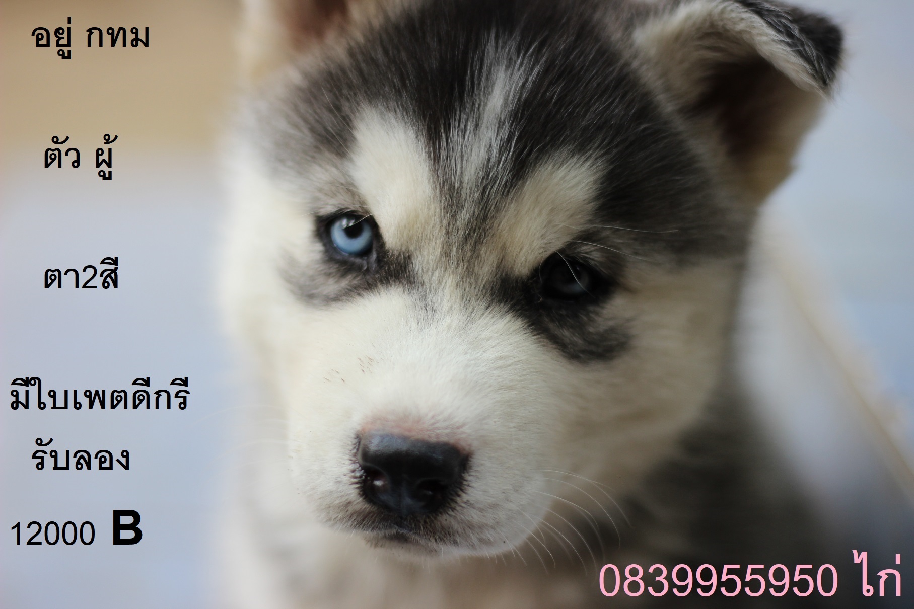 ขาย ไซบีเรียน ฮัสกี้,  กทม  มารับเองลดได้ครับ มีใบเพตดีกีรับลอง