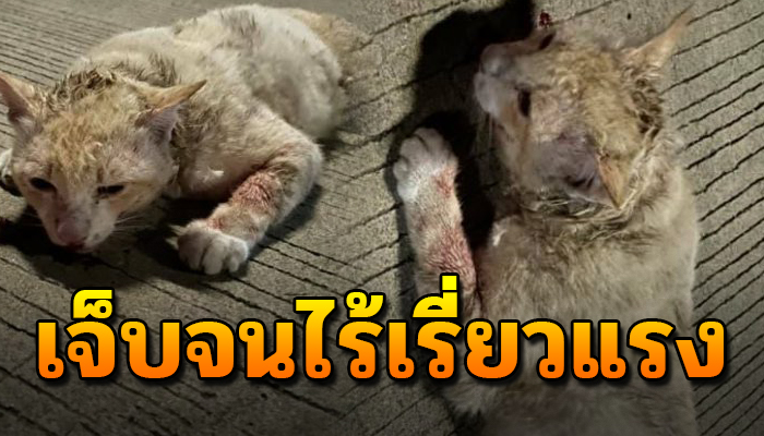 เจ้าเหมียวนอนเฝ้ารอสิ้นลมด้วยไร้หวัง อยู่ลำพัง แถมยังเกิดจร ถูกเขาทำร้าย