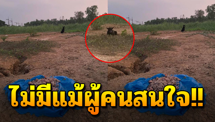 แม่หมาท้องแก่ใกล้คลอด ต้องเดินหาอาหาร ไร้คนสนใจ เพราะเป็นหมาจร