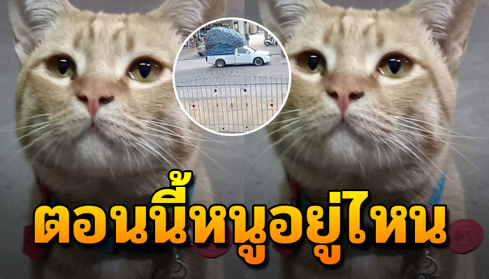 ตามหากินไม่ได้นอนไม่หลับ เหมือลูกหายไป แม่จะได้เจอหนูอีกไหม
