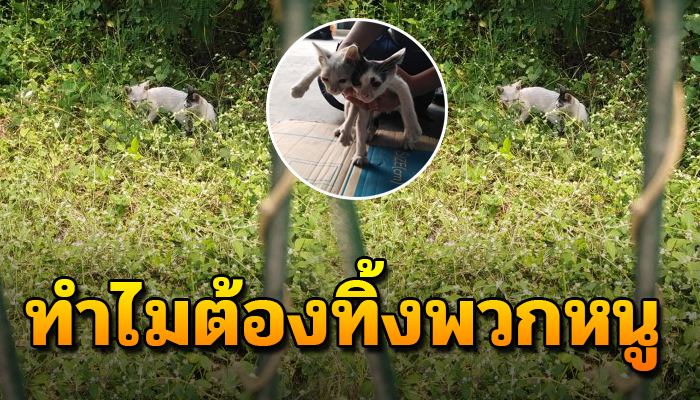 เห็นเขาเอามาทิ้ง ร้องเรียกในป่ารกอยู่กันสอง ถ้าไม่ช่วยคงไม่รอดแน่นอน