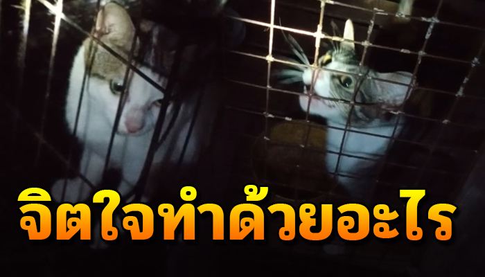มีเจ้าของปล่อยให้อยู่ในกรงตากแดดฝนในป่า น้ำตาตกกลางคืนมองไม่เห็นอะไร