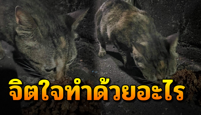 ถูกไล่ทำทุกวัน ขนาดคนให้ข้าวยัง ไม่เว้นแถมถูกจ้องหมายป้องจะเอาชีวิตทั้งแม่ลูก