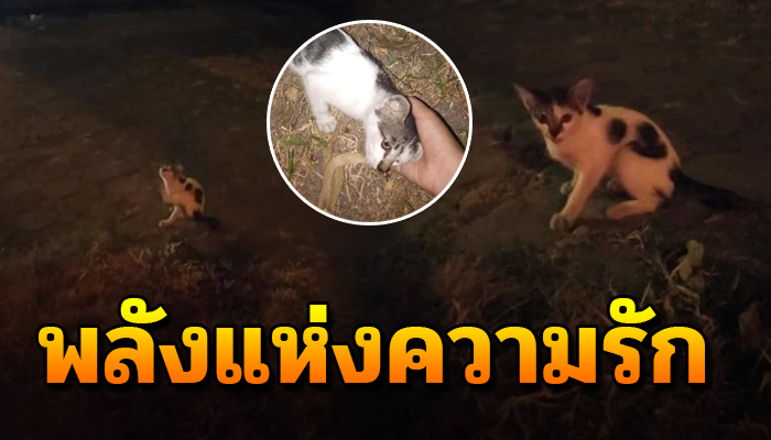พลังแห่งความรัก ชีวิตนี้ที่ไม่คิดแยกจากกัน คุณลุงไร้บ้านกับแมวจร